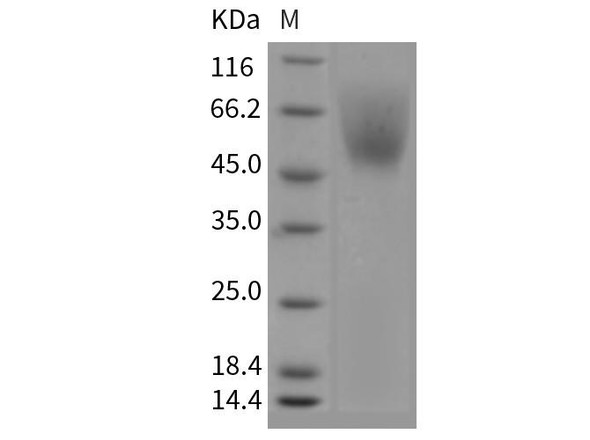 Mouse CD172a/SIRPA Recombinant Protein (RPES3583)