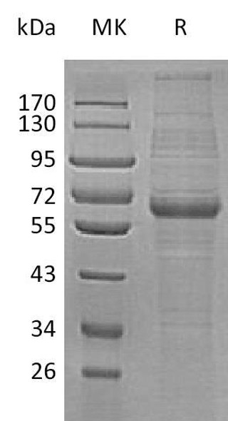 Human LRP12 Recombinant Protein (RPES3696)