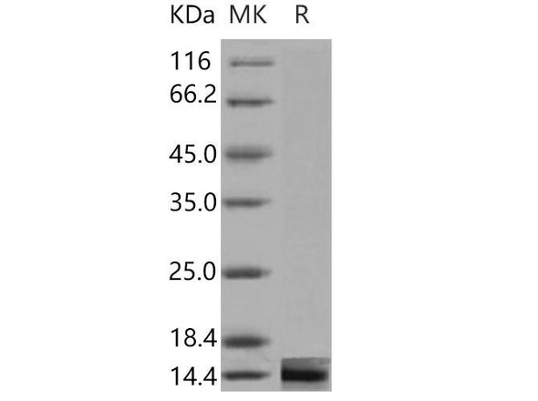 Mouse Galectin/LGALS1 Recombinant Protein  (RPES3784)