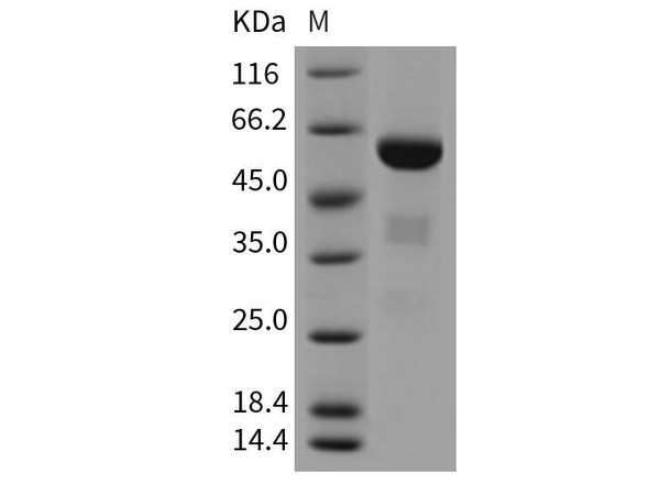 Mouse ApoAI Recombinant Protein (RPES3861)