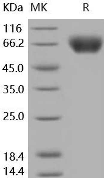 Human ICAM/CD54 Recombinant Protein (RPES4056)