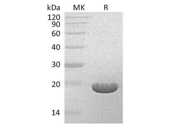S. hygroscopicus Bar Recombinant Protein (RPES4076)