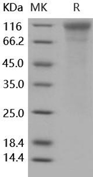 Human CD50/ICAM-3 Recombinant Protein (RPES4223)