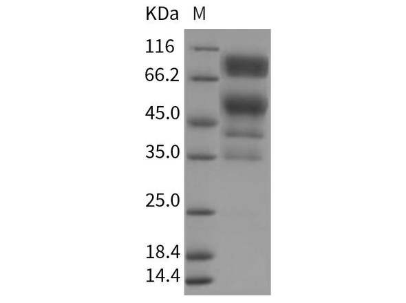 Rat CD55/DAF Recombinant Protein (RPES4503)
