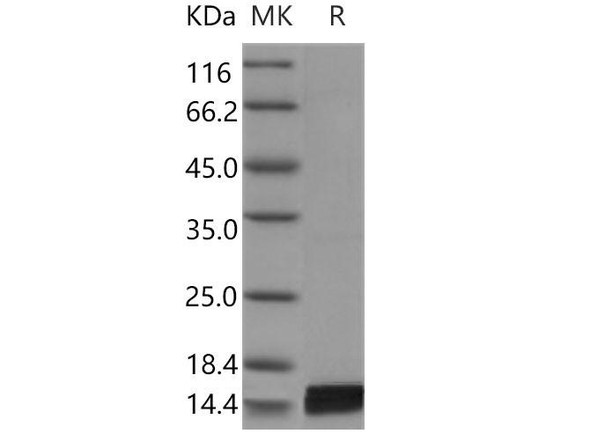 Mouse Interleukin7/IL7 Recombinant Protein  (RPES4576)