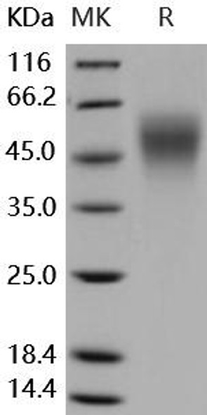 Human ICAM-2/CD102 Recombinant Protein (RPES4652)