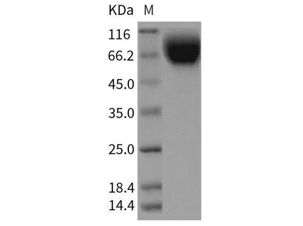 Rat CD172a/SIRPA Recombinant Protein (RPES4764)