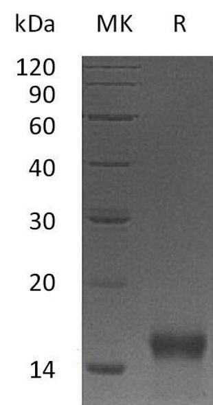 Mouse Betacellulin/BTC Recombinant Protein (RPES4889)