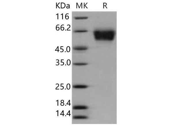 Human SELL Recombinant Protein (RPES4999)