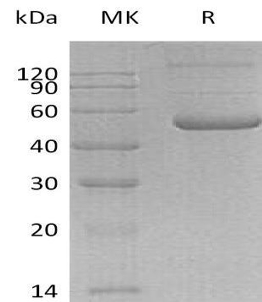 Human TNFSF7/CD70 Recombinant Protein (RPES5066)