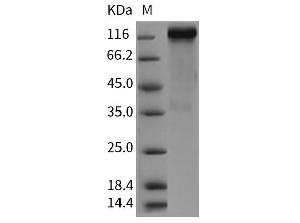 Rat HER4/ErbB4 Recombinant Protein (RPES5167)