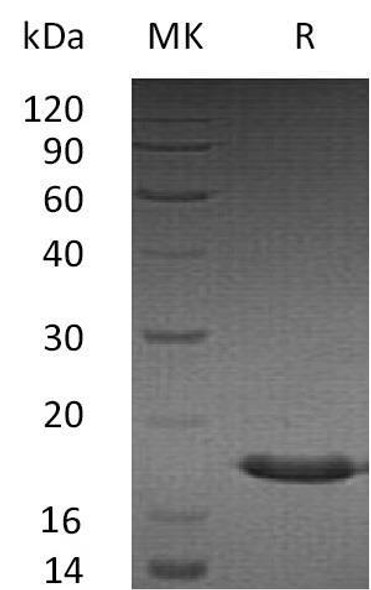 Human SUMO3/SMT3A Recombinant Protein (RPES5185)