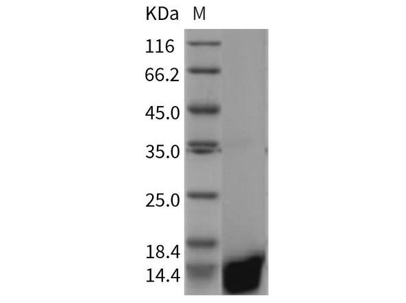 Rat Galectin/LGALS1 Recombinant Protein (RPES5240)
