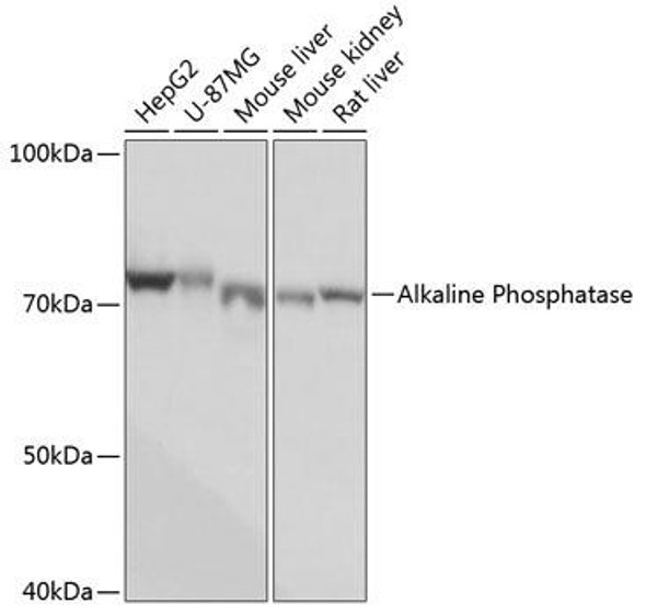 Anti-Alkaline Phosphatase Antibody (CAB0514)