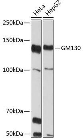Anti-GM130 Antibody (CAB11408)