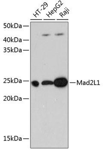 Anti-Mad2L1 Antibody (CAB11469)