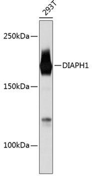 Anti-DIAPH1 Antibody (CAB11596)