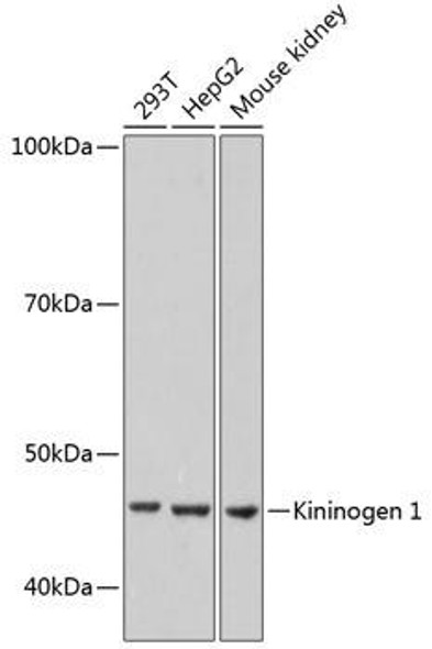 Anti-Kininogen 1 Antibody (CAB11638)