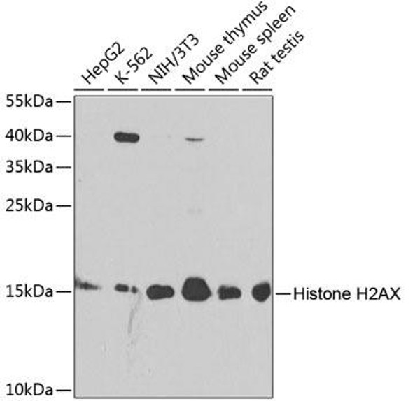 Anti-Histone H2AX Antibody (CAB11516)