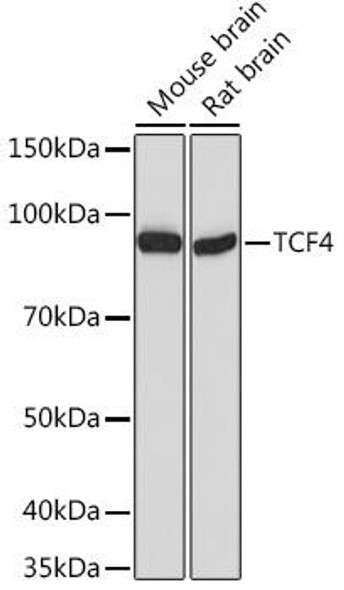 Anti-TCF4 Antibody (CAB15000)