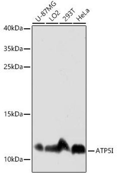 Anti-ATP5I Antibody (CAB16769)