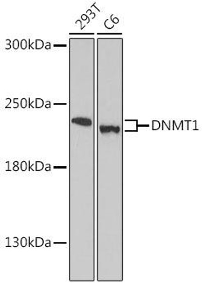 Anti-DNMT1 Antibody (CAB16833)