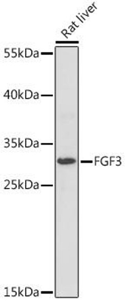 Anti-FGF3 Antibody (CAB16850)
