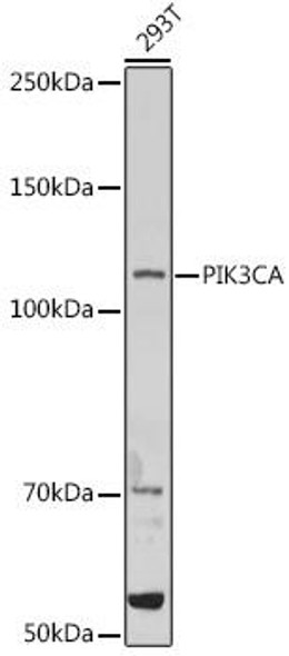 Anti-PIK3CA Antibody (CAB16950)