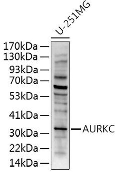 Anti-AURKC Antibody (CAB16977)