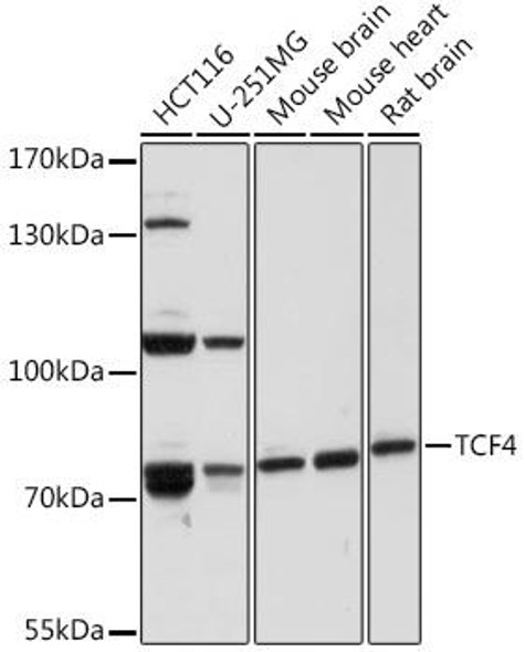 Anti-TCF4 Antibody (CAB16980)