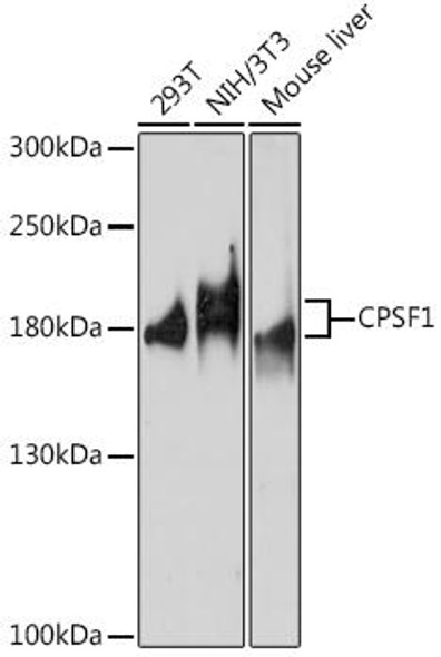 Anti-CPSF1 Antibody (CAB17144)