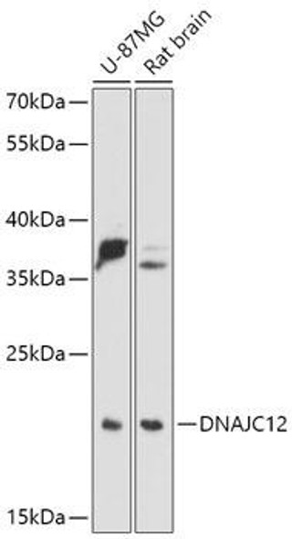 Anti-DNAJC12 Antibody (CAB17734)