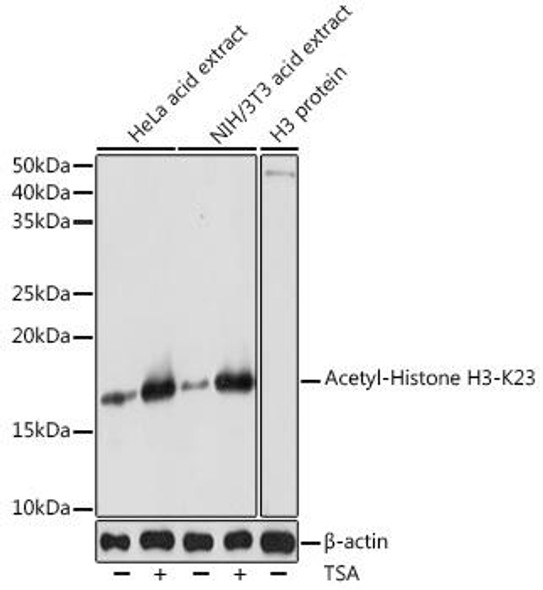 Anti-Acetyl-Histone H3-K23 Antibody (CAB18154)