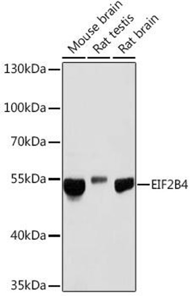 Anti-EIF2B4 Antibody (CAB18203)