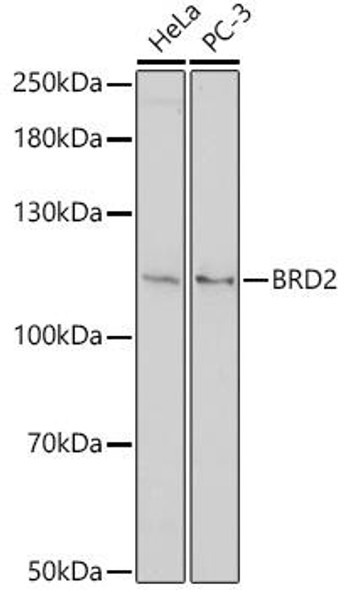 Anti-BRD2 Antibody (CAB18229)