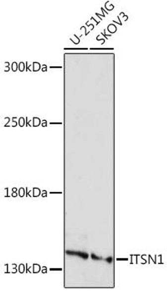 Anti-ITSN1 Antibody (CAB18378)