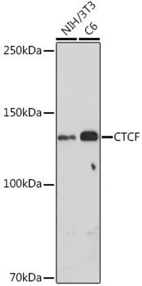 Anti-CTCF Antibody (CAB18627)[KO Validated]