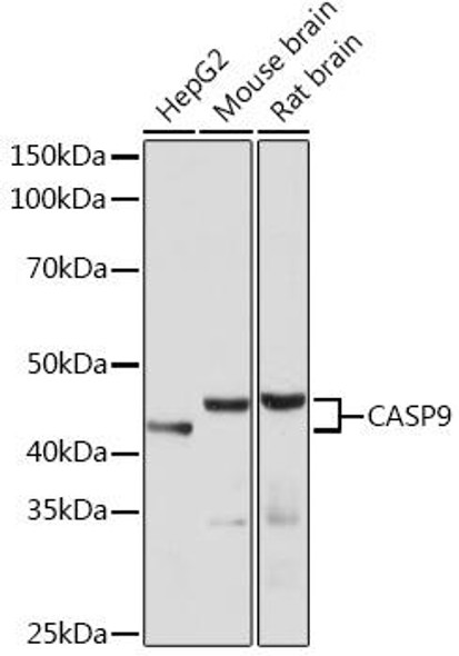 Anti-CASP9 Antibody [KO Validated]