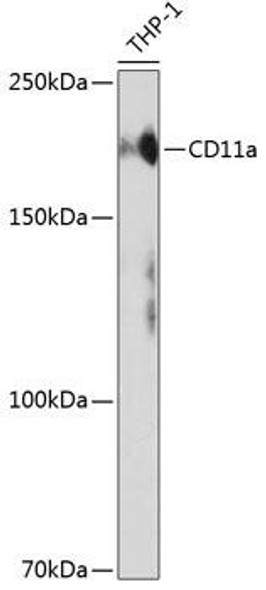 Anti-CD11a Antibody (CAB19009)