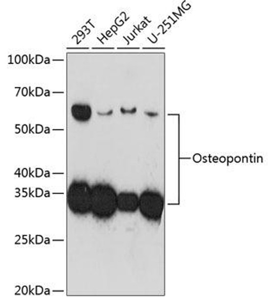 Anti-Osteopontin Antibody (CAB19092)