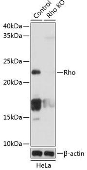 Anti-Rho Antibody [KO Validated] (CAB19106)