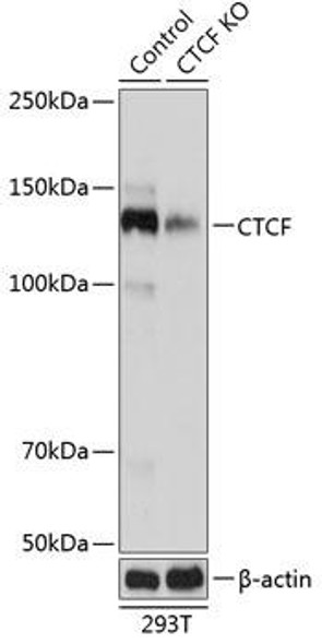 Anti-CTCF Antibody [KO Validated] (CAB19588)