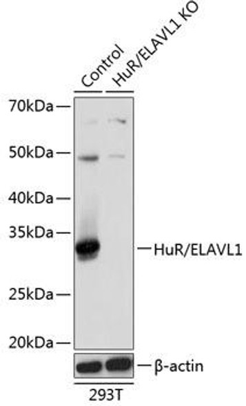 Anti-HuR / ELAVL1 Antibody [KO Validated] (CAB19622)