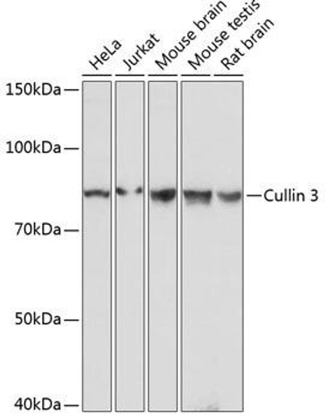 Anti-Cullin 3 Antibody (CAB19623)