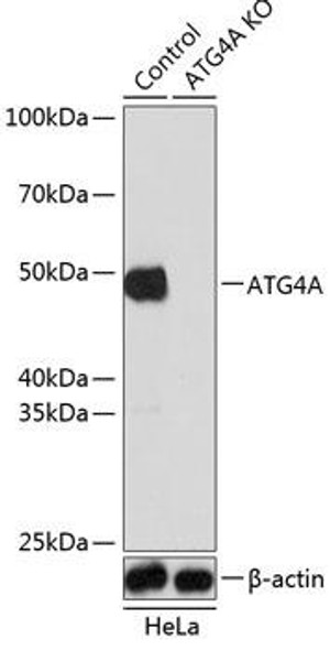 Anti-ATG4A Antibody (CAB19844)[KO Validated]