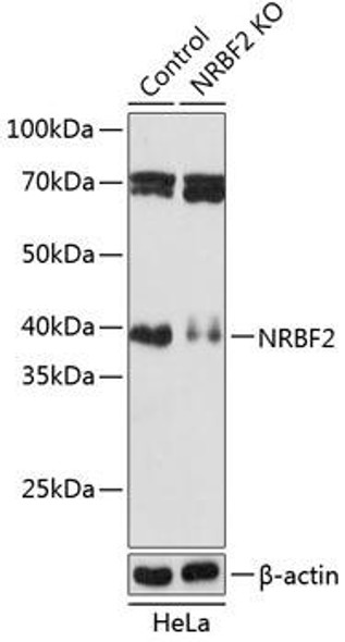 Anti-NRBF2 Antibody (CAB19856)[KO Validated]