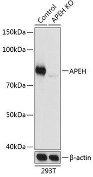 Anti-APEH Antibody (CAB19912)[KO Validated]