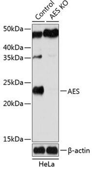 Anti-AES Antibody (CAB19944)[KO Validated]