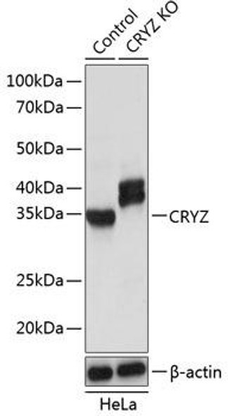 Anti-CRYZ Antibody (CAB19997)[KO Validated]