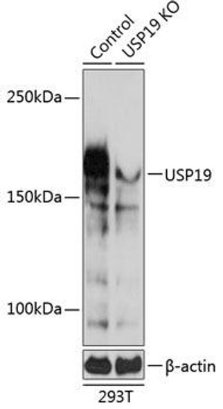 Anti-USP19 Antibody (CAB20006)[KO Validated]
